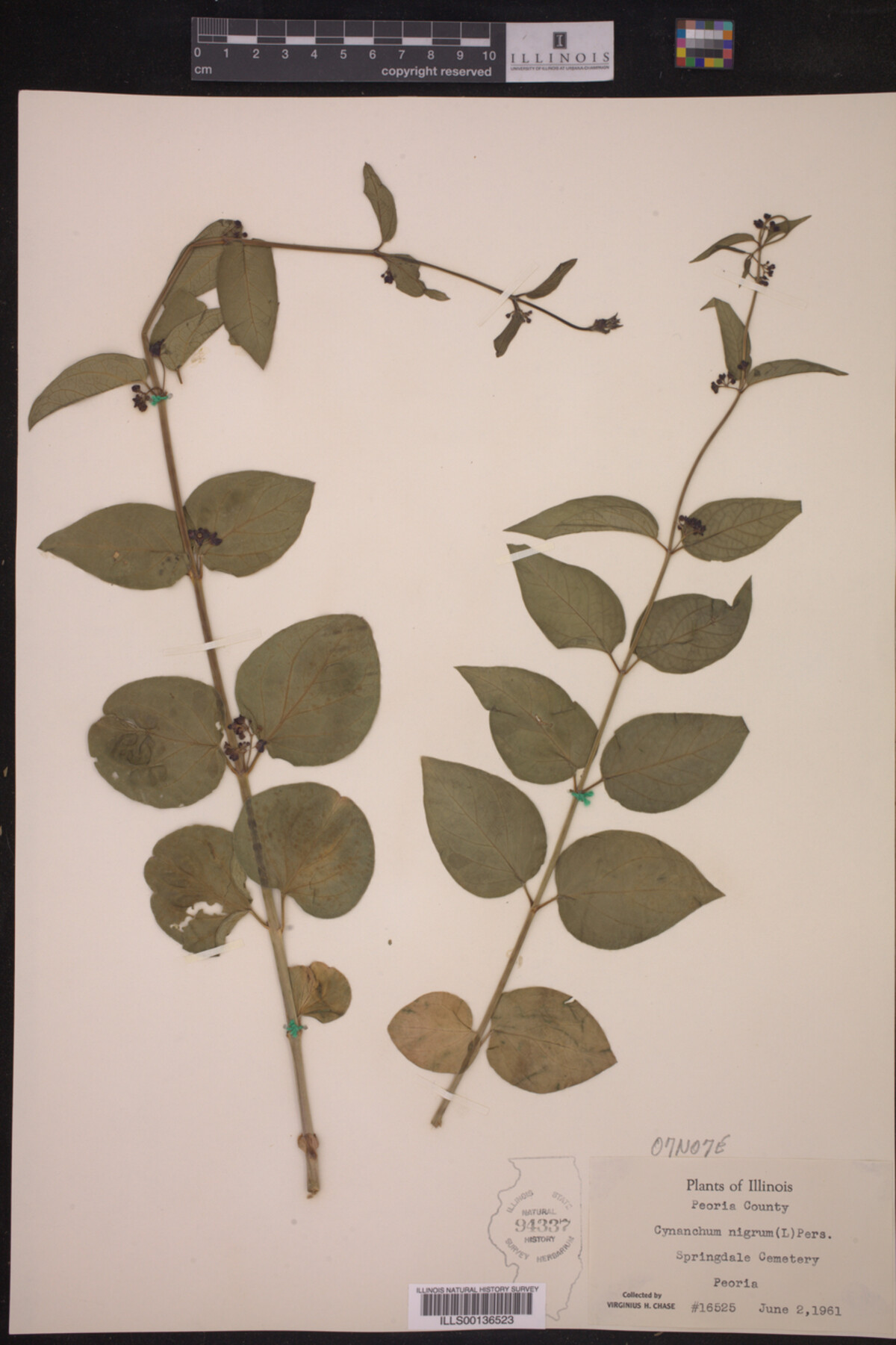 Cynanchum nigrum image