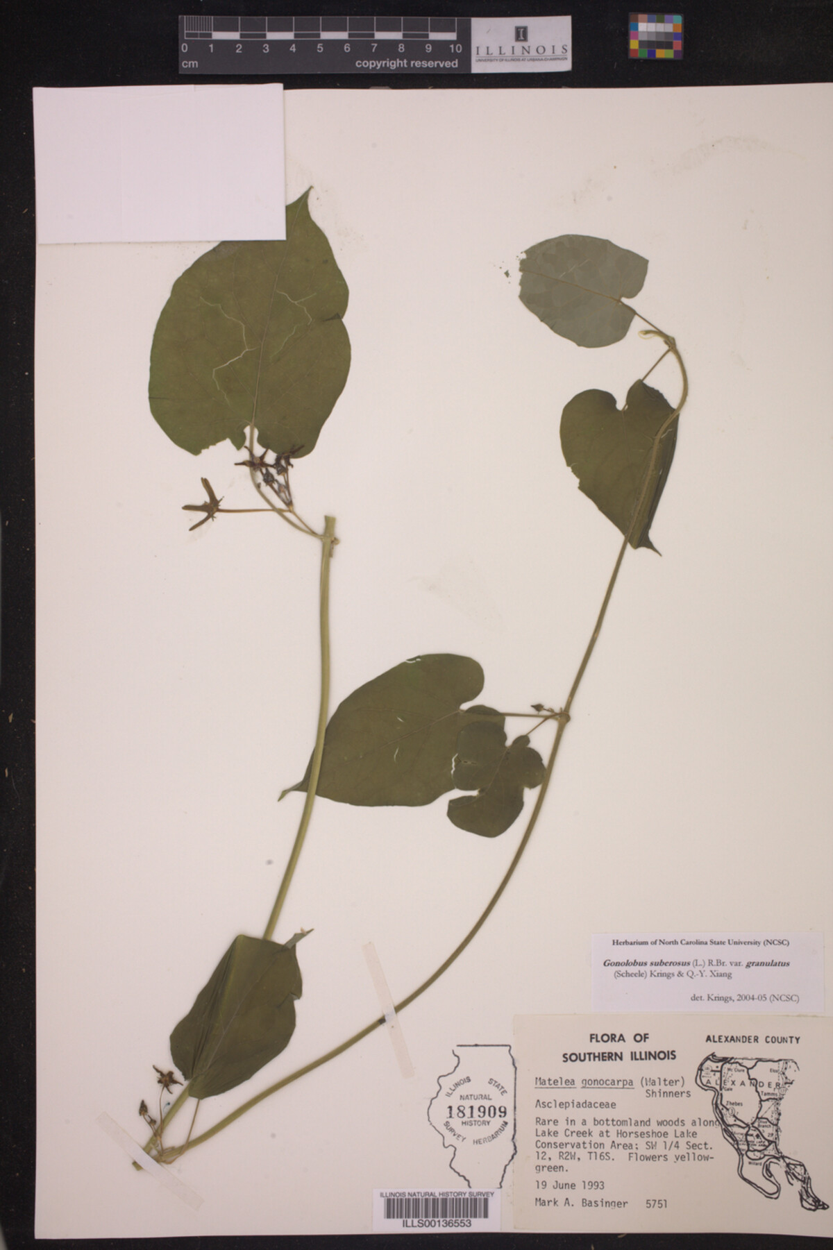 Gonolobus suberosus var. granulatus image