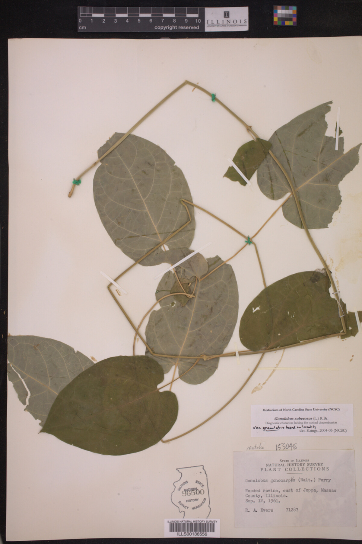 Gonolobus suberosus var. granulatus image