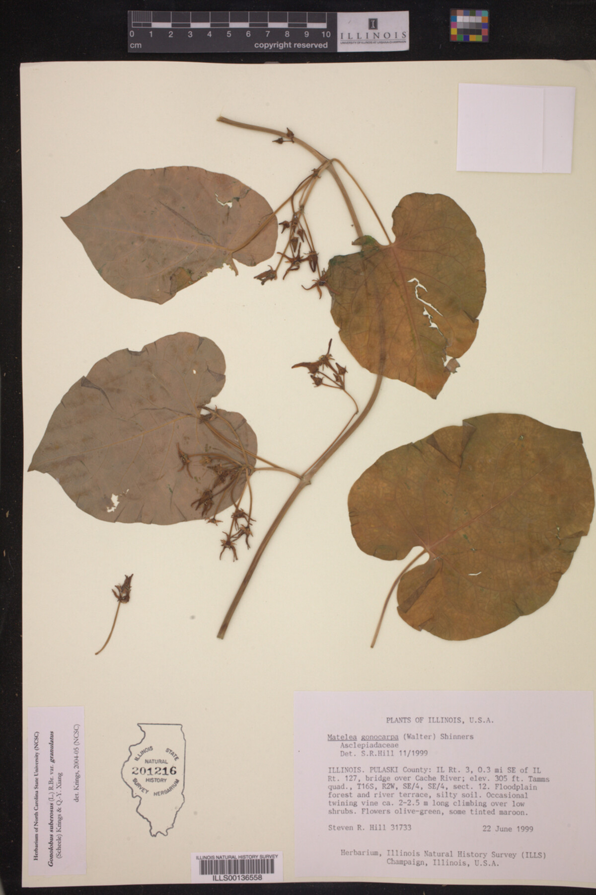 Gonolobus suberosus var. granulatus image