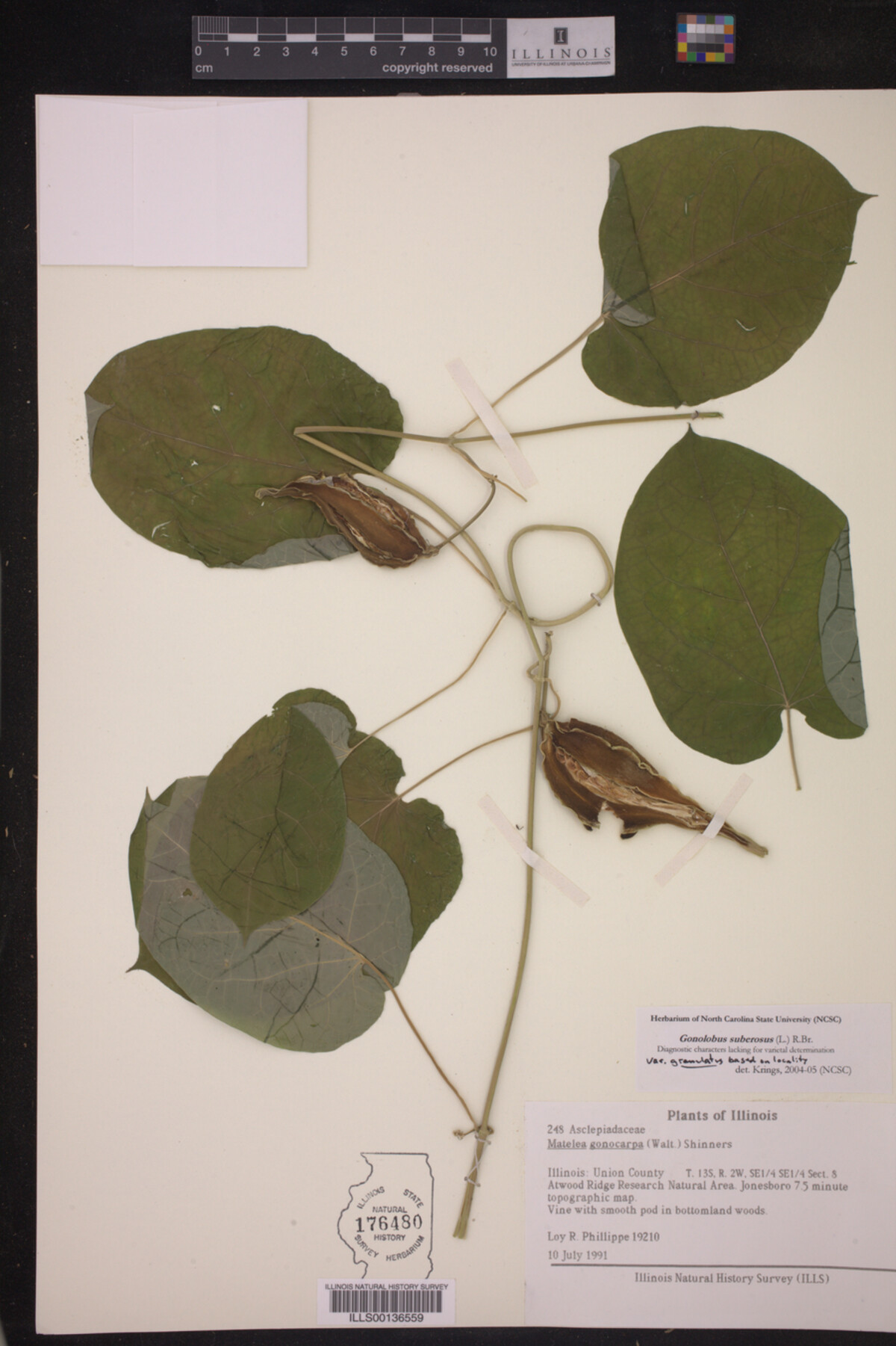 Gonolobus suberosus var. granulatus image