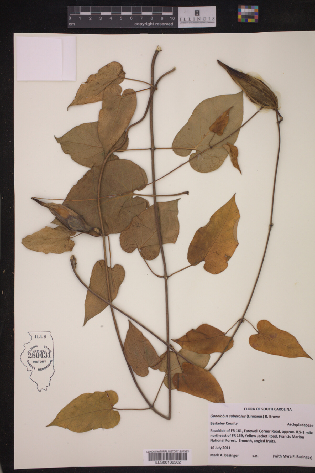 Gonolobus suberosus image