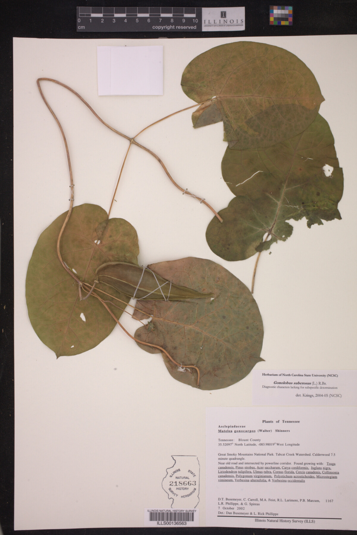 Gonolobus suberosus image