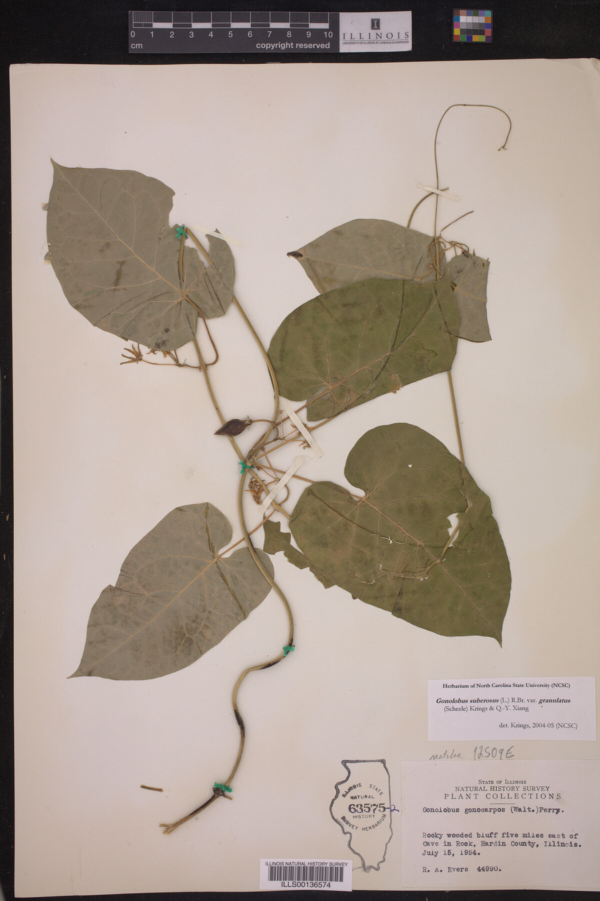 Gonolobus suberosus var. granulatus image
