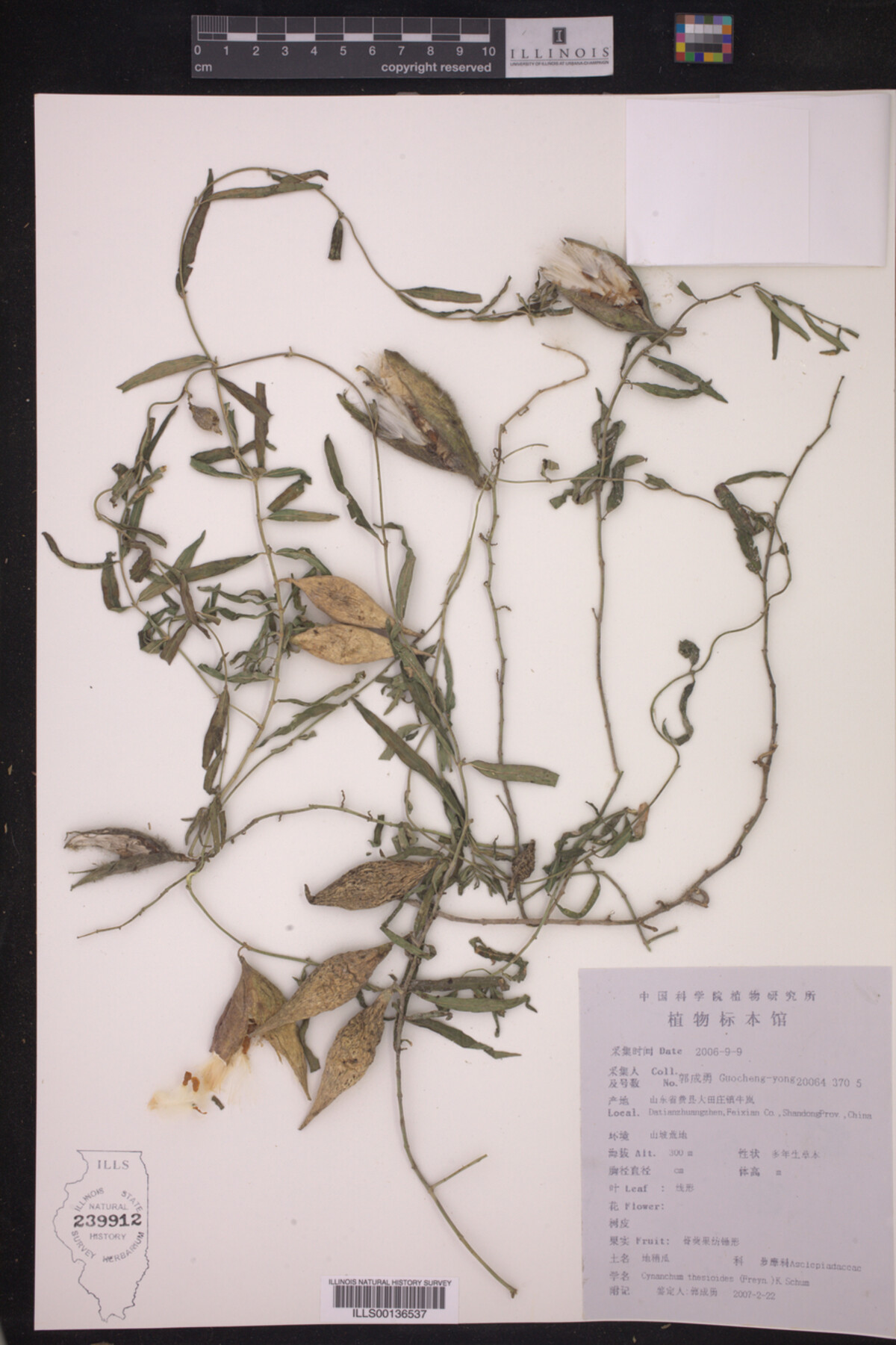 Cynanchum thesioides image