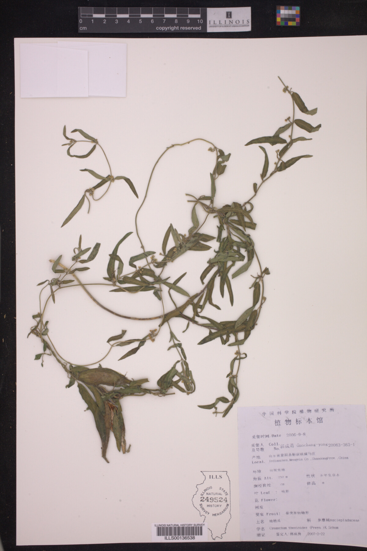 Cynanchum thesioides image
