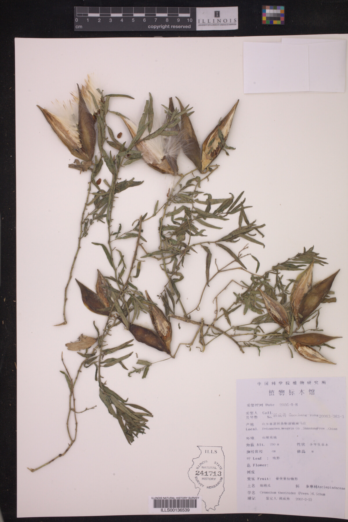 Cynanchum thesioides image