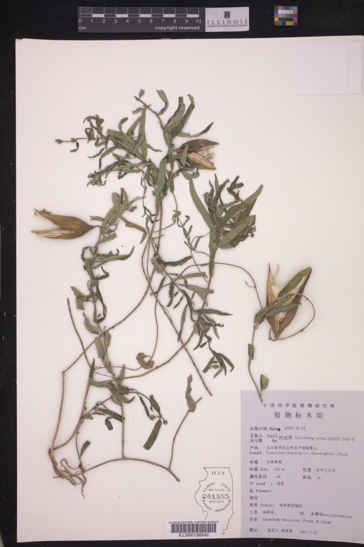 Cynanchum thesioides image