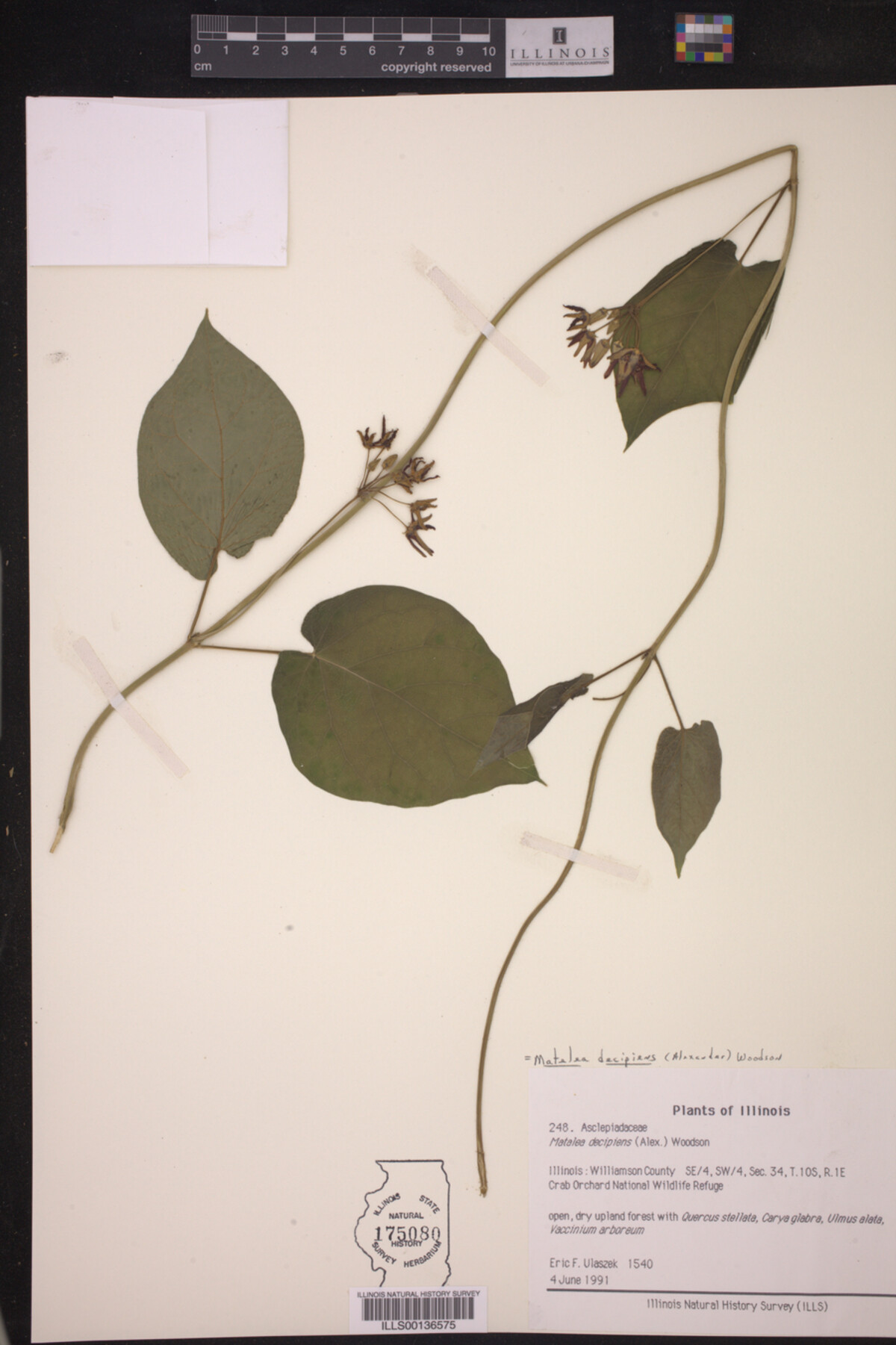 Matelea decipiens image