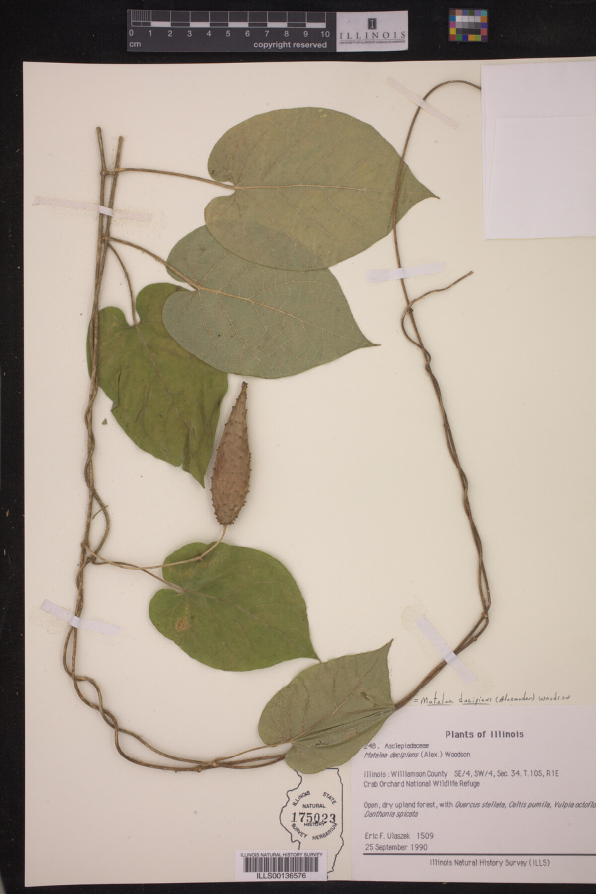 Matelea decipiens image