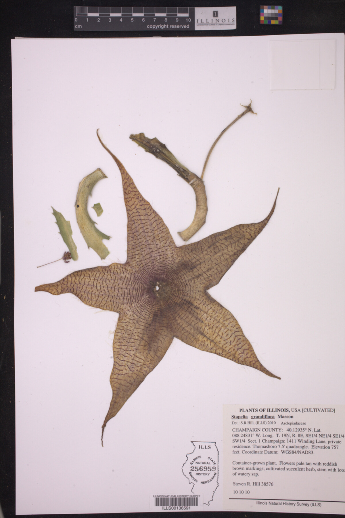 Stapelia grandiflora image