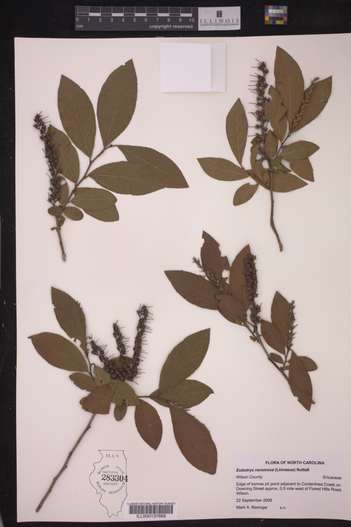 Eubotrys racemosa image