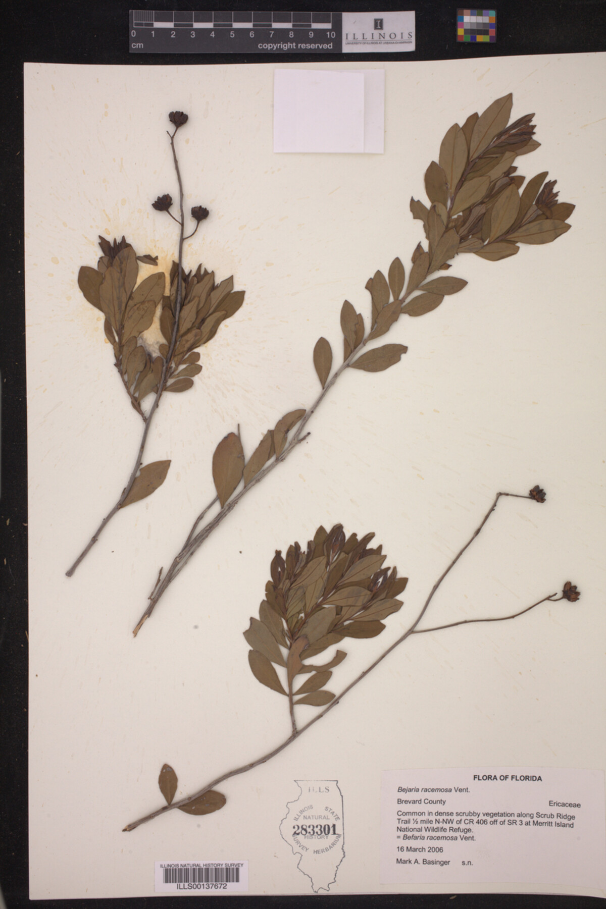 Bejaria racemosa image