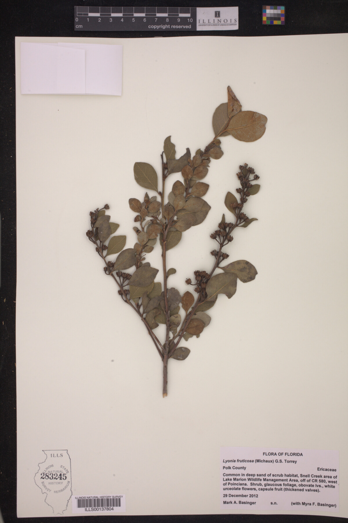 Lyonia fruticosa image