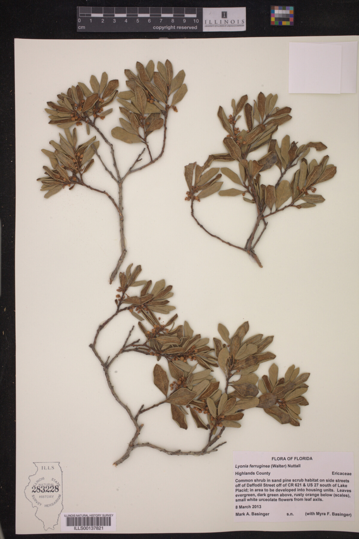 Lyonia image