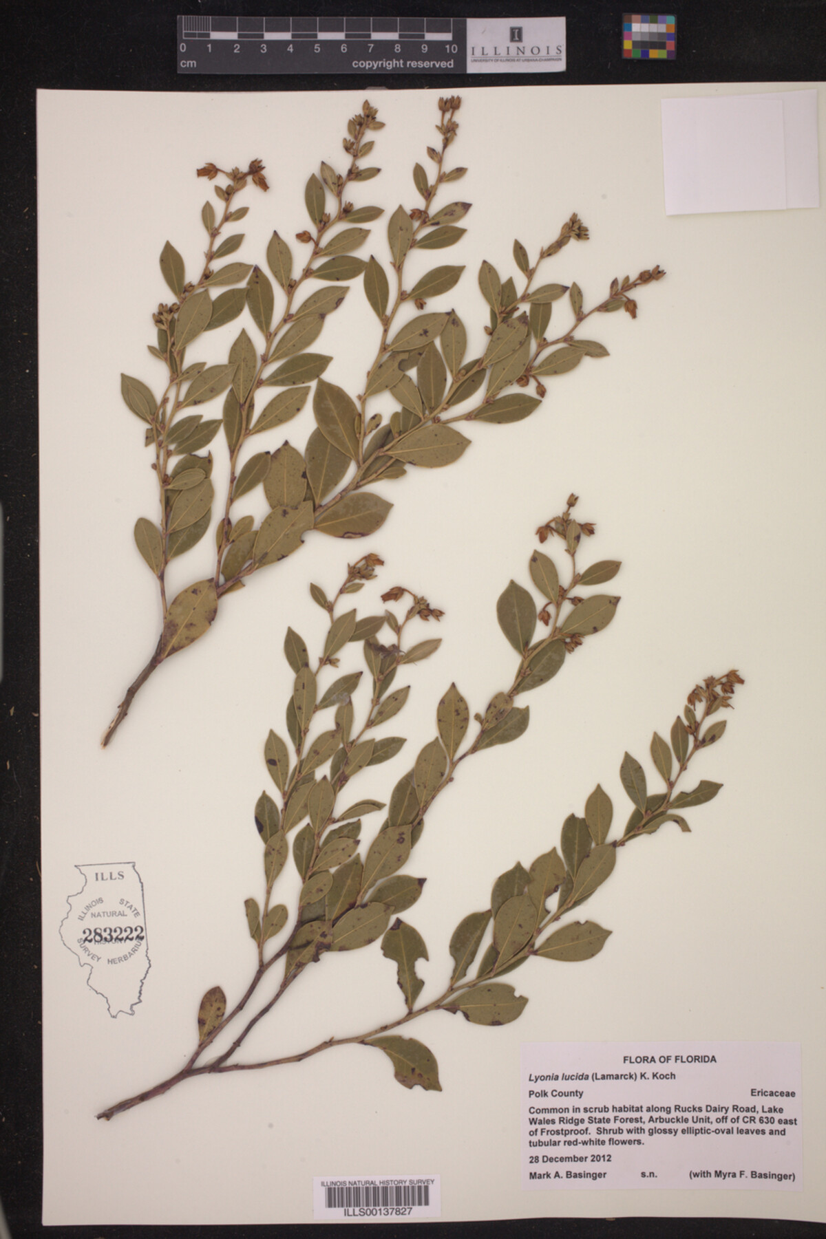 Lyonia lucida image