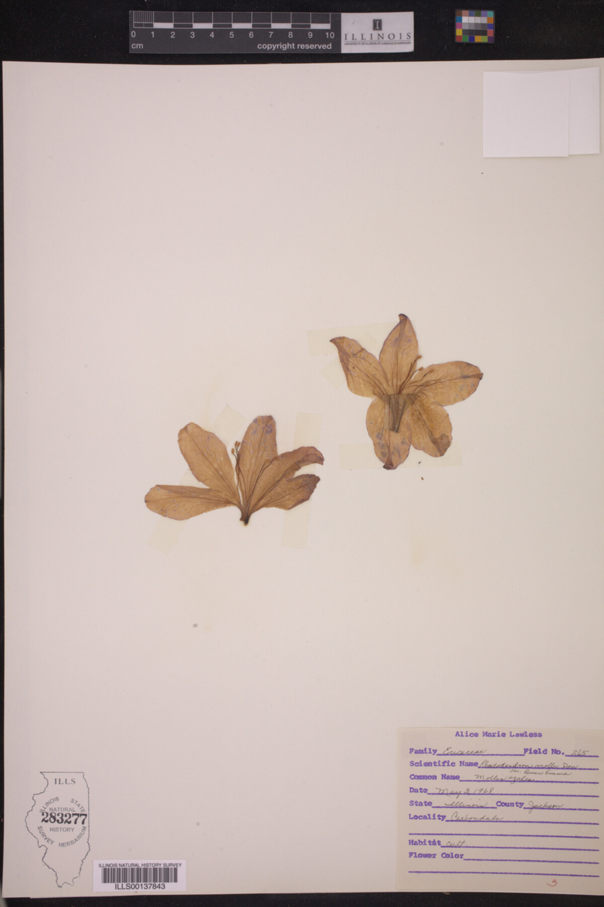 Rhododendron molle image