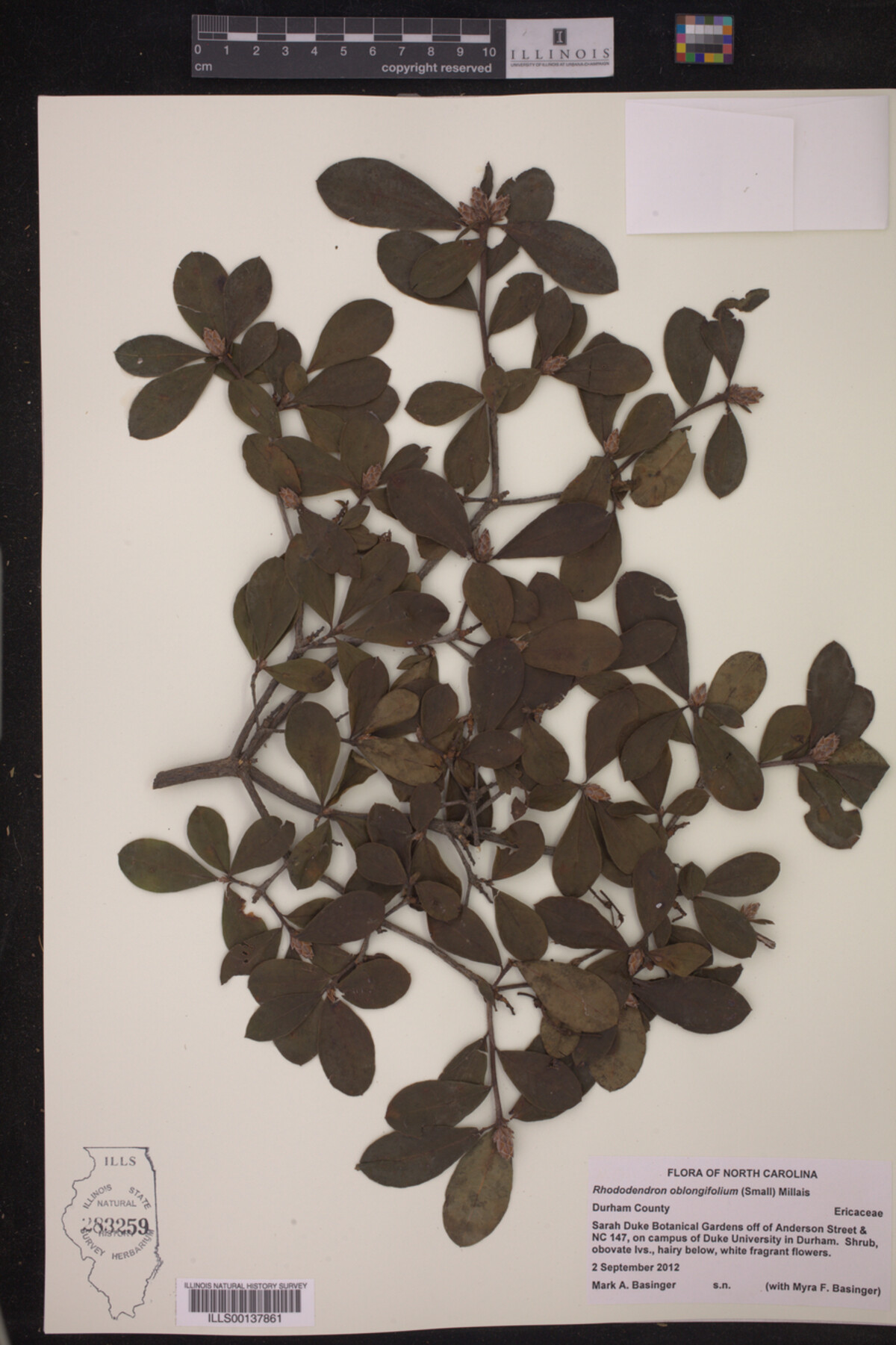 Rhododendron oblongifolium image