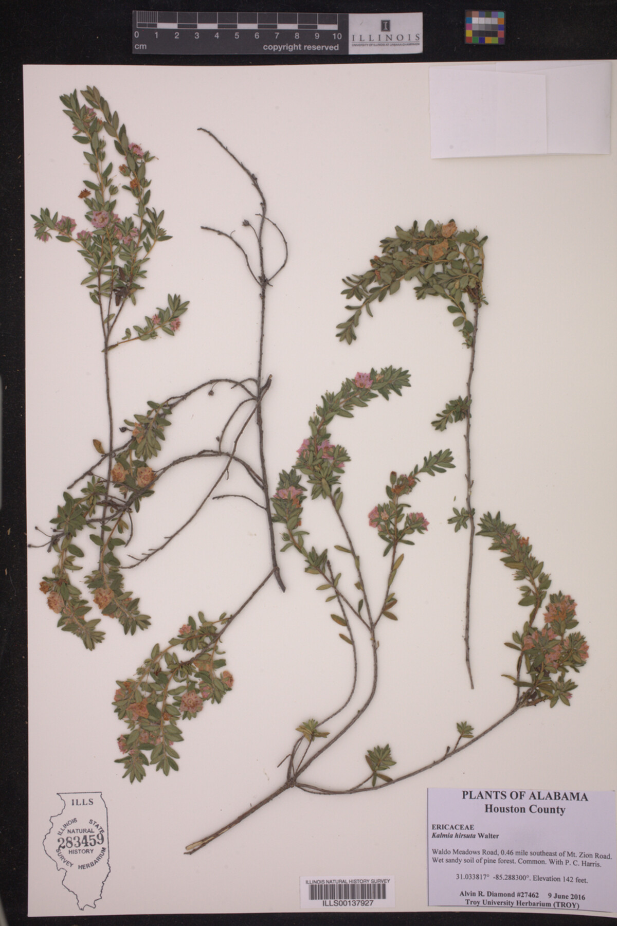 Kalmia hirsuta image