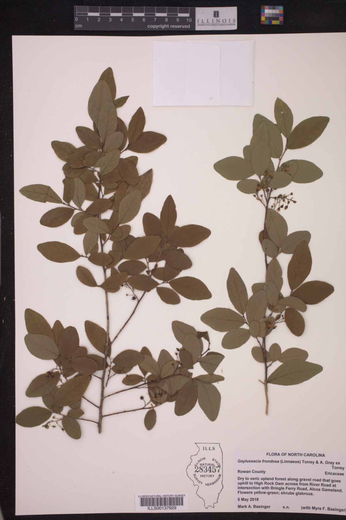 Gaylussacia frondosa image