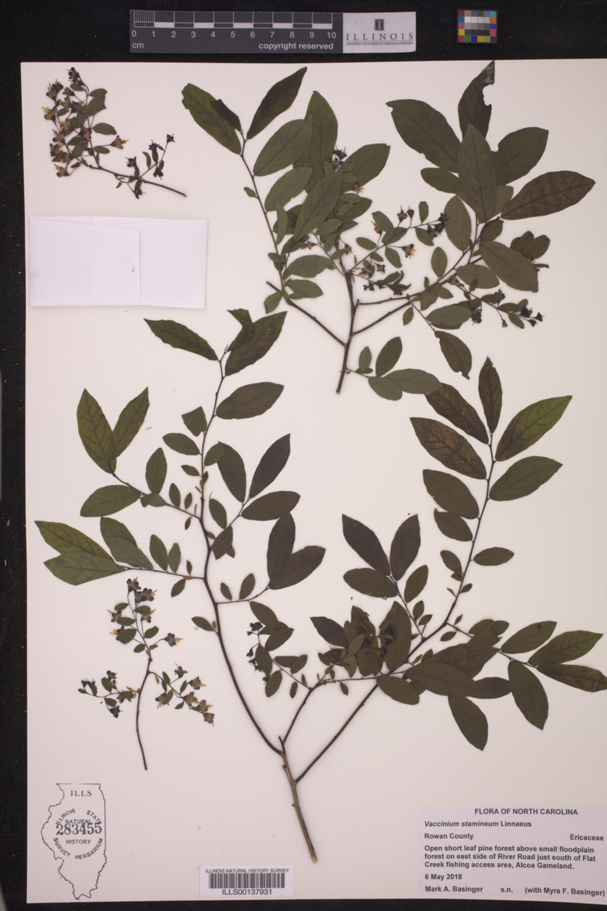 Vaccinium stamineum image