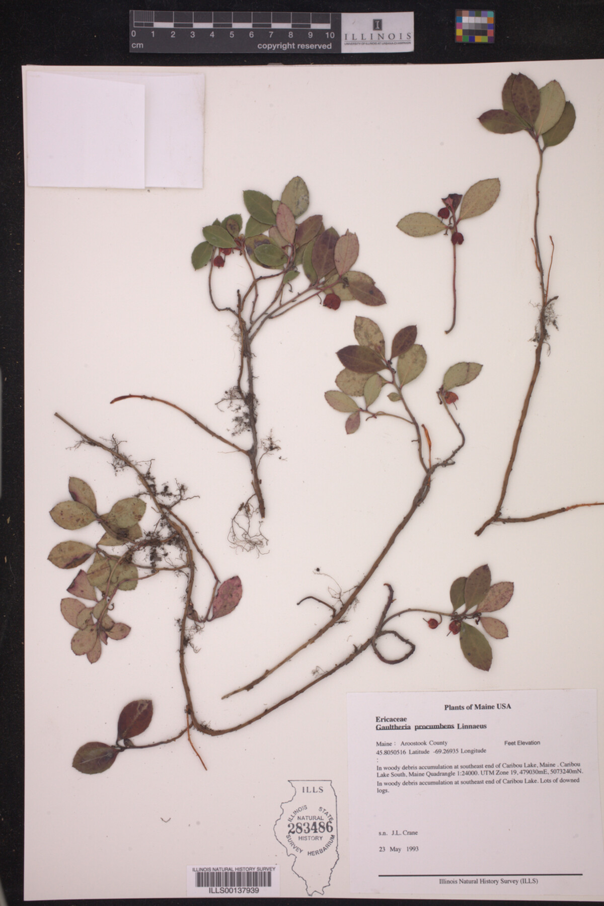 Gaultheria image