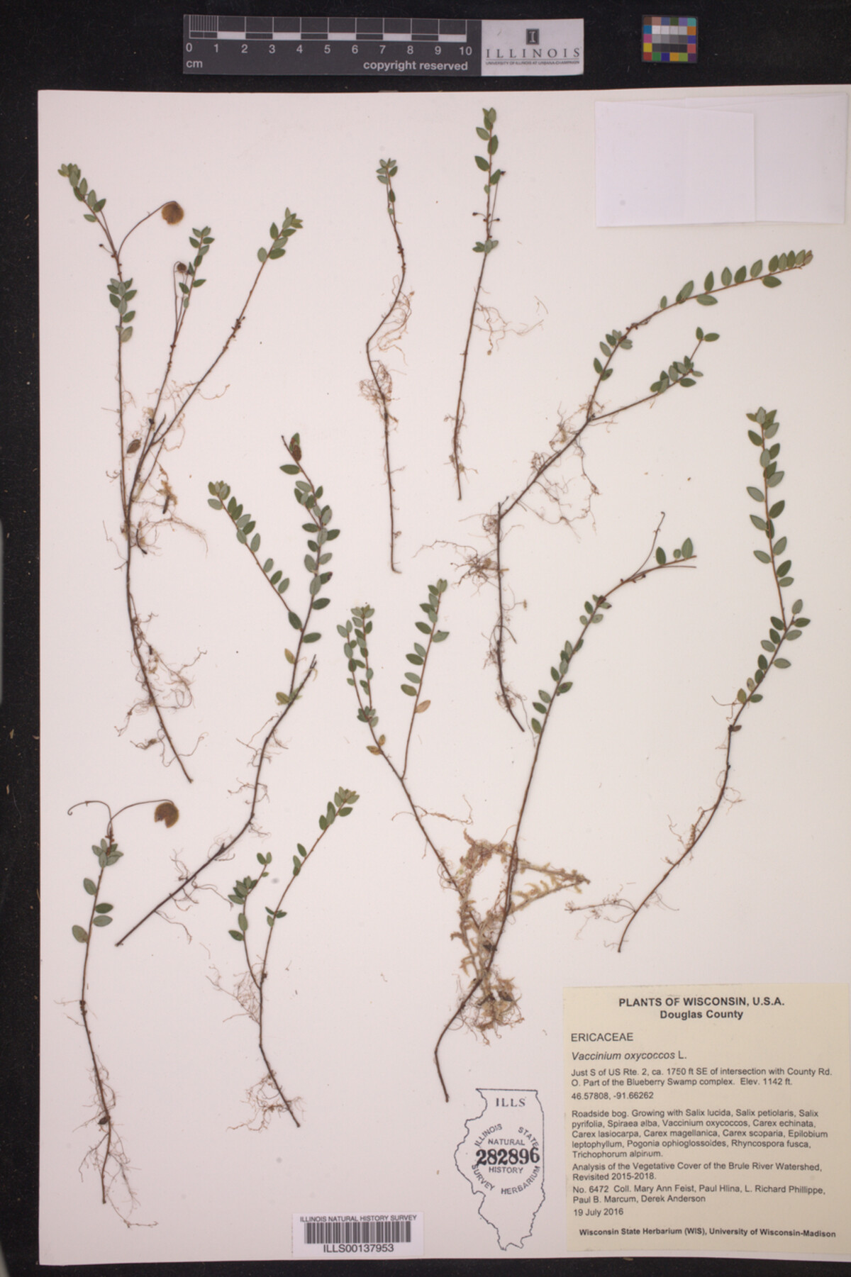 Vaccinium oxycoccos image