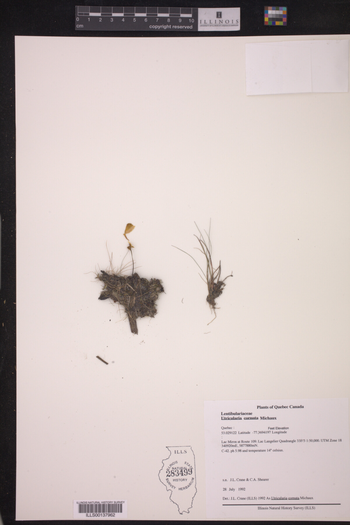 Lentibulariaceae image