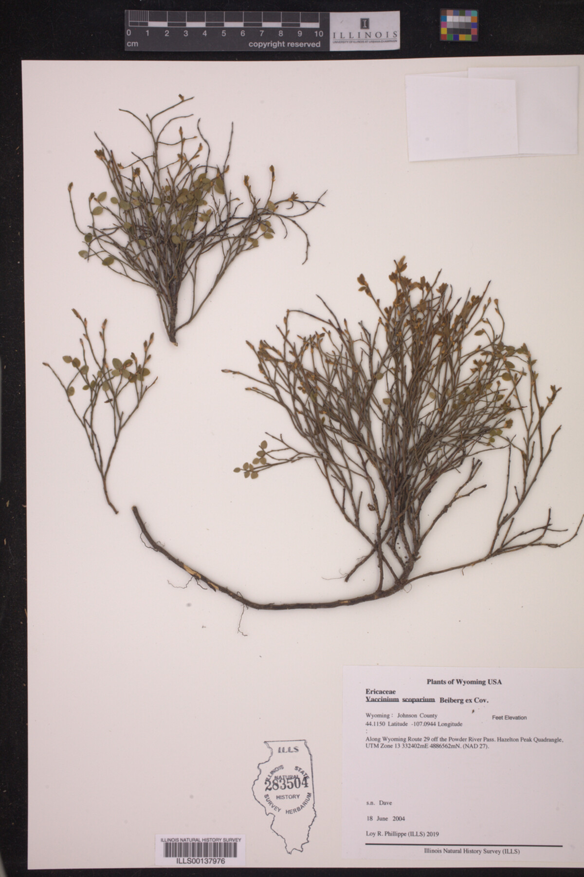 Vaccinium scoparium image