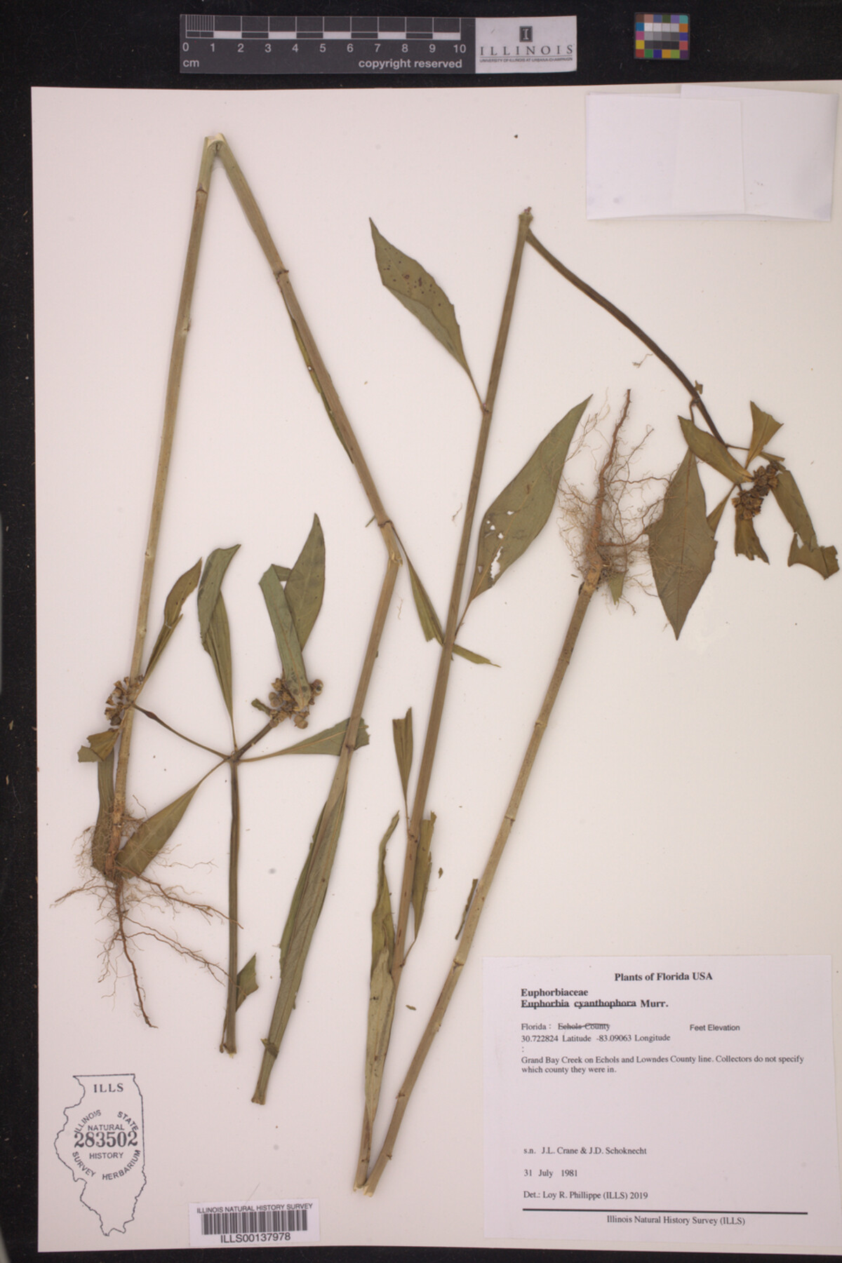 Euphorbia cyathophora image