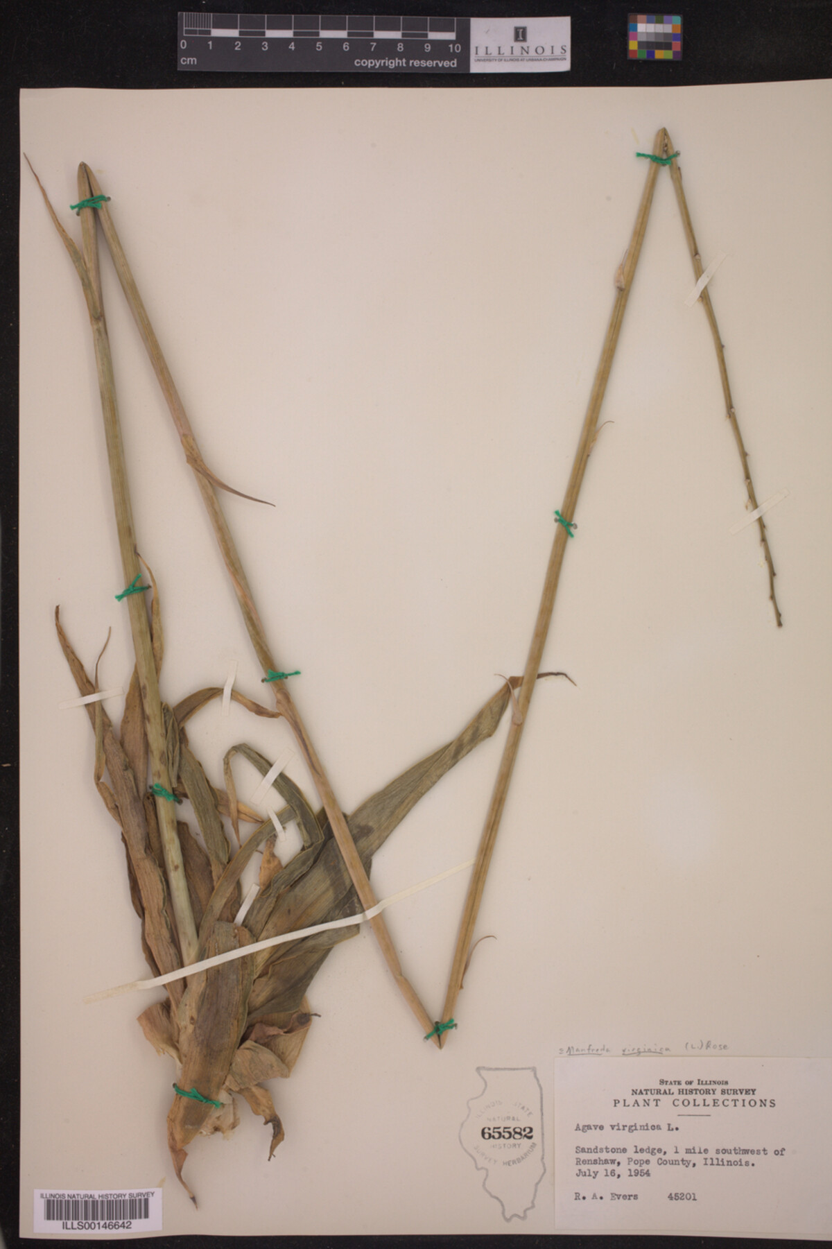 Manfreda virginica image