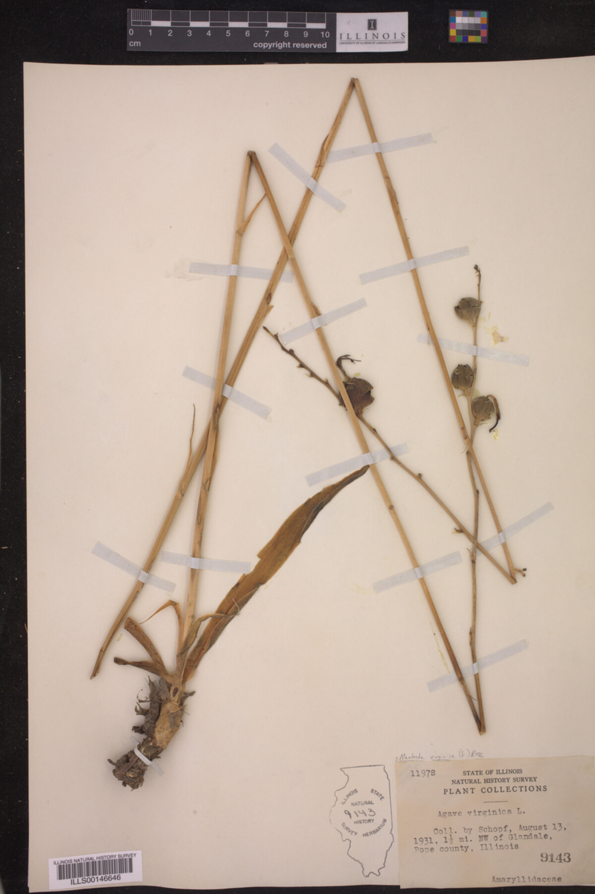 Asparagaceae image