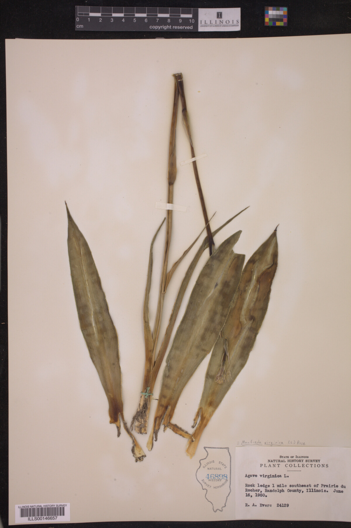Manfreda virginica image