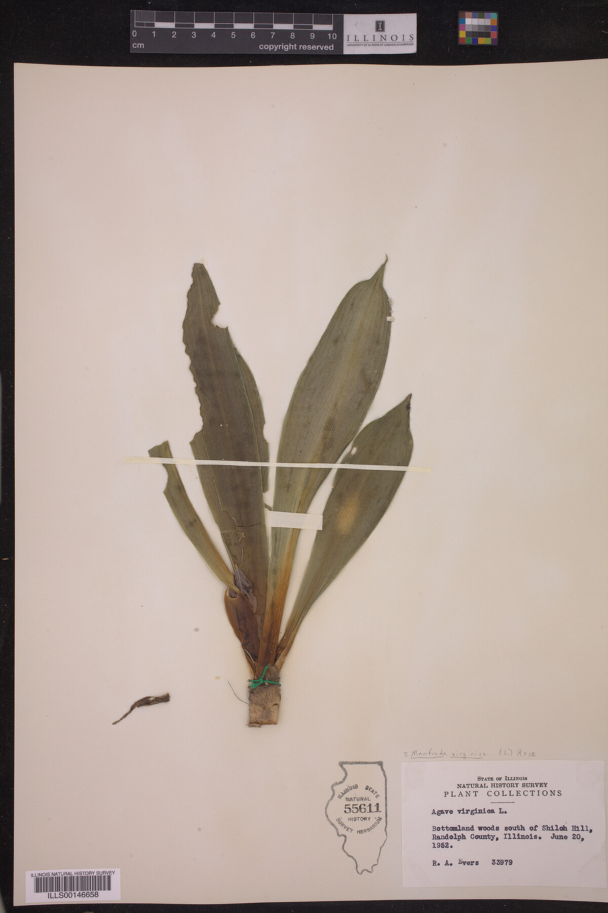 Manfreda virginica image