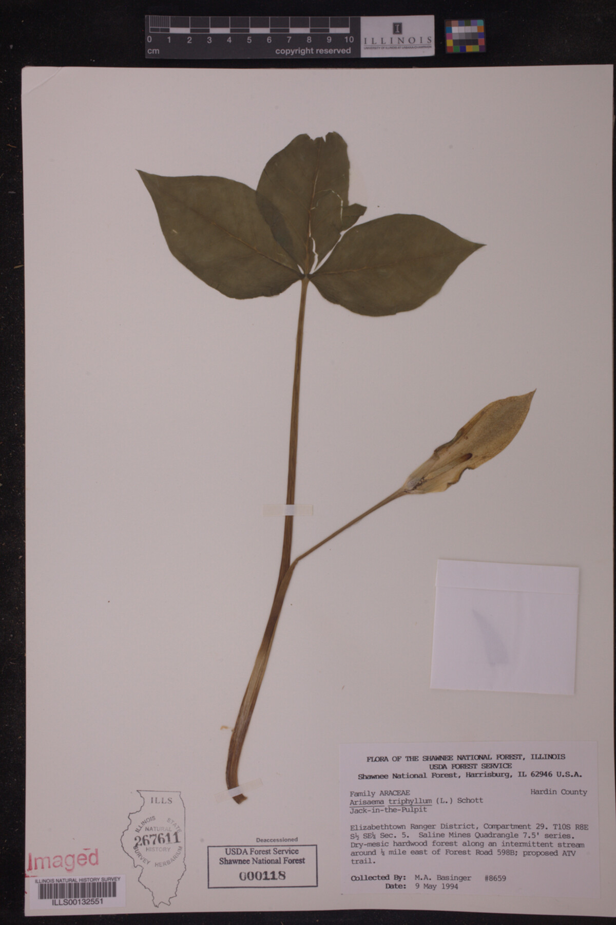 Arisaema triphyllum image