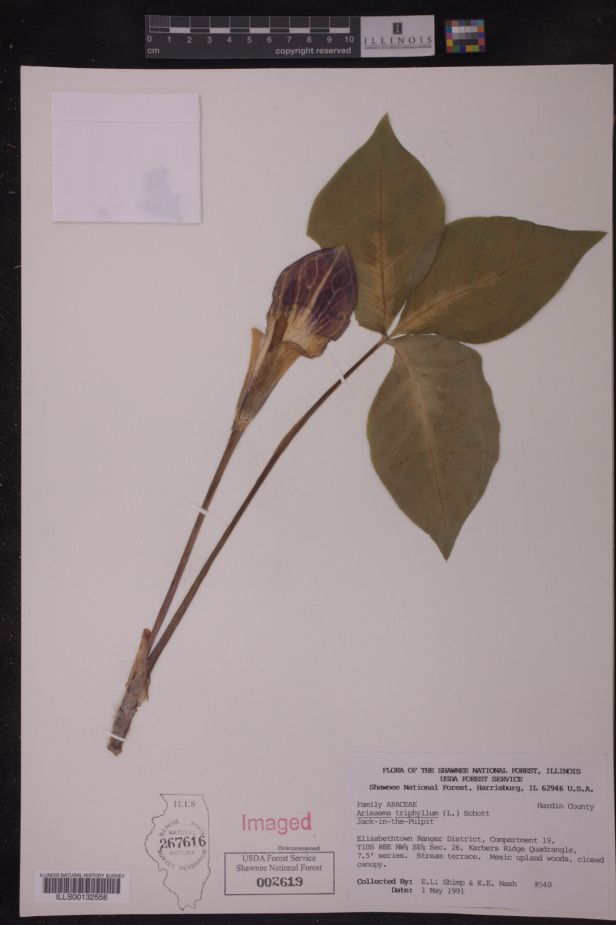 Araceae image