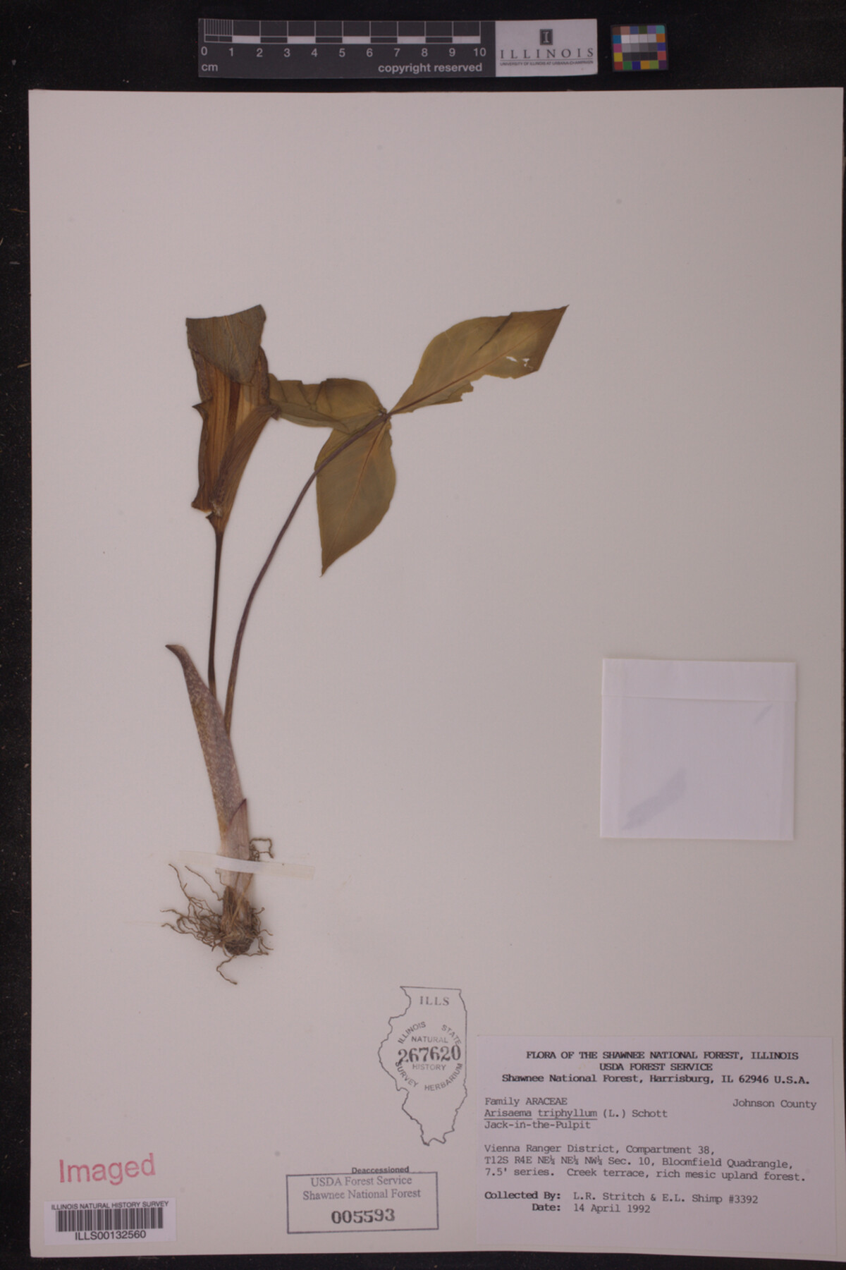 Arisaema triphyllum image