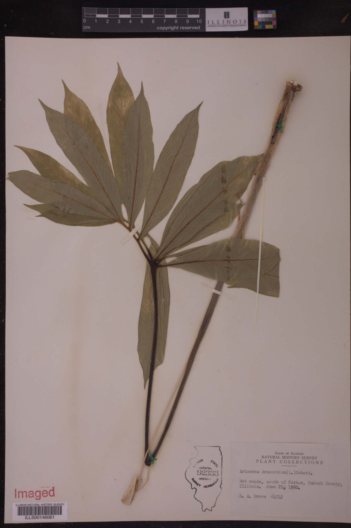 Arisaema dracontium image