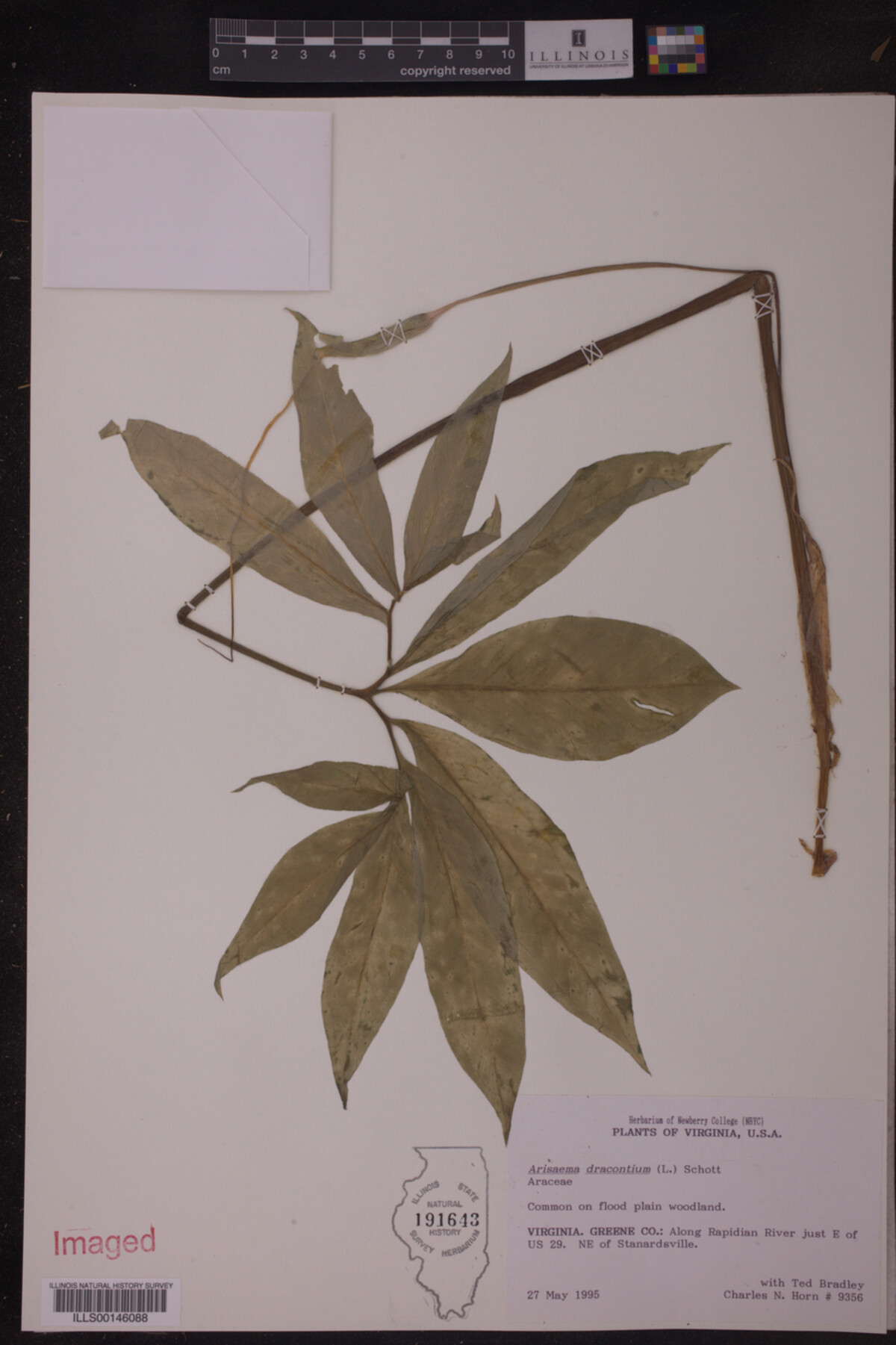 Arisaema dracontium image