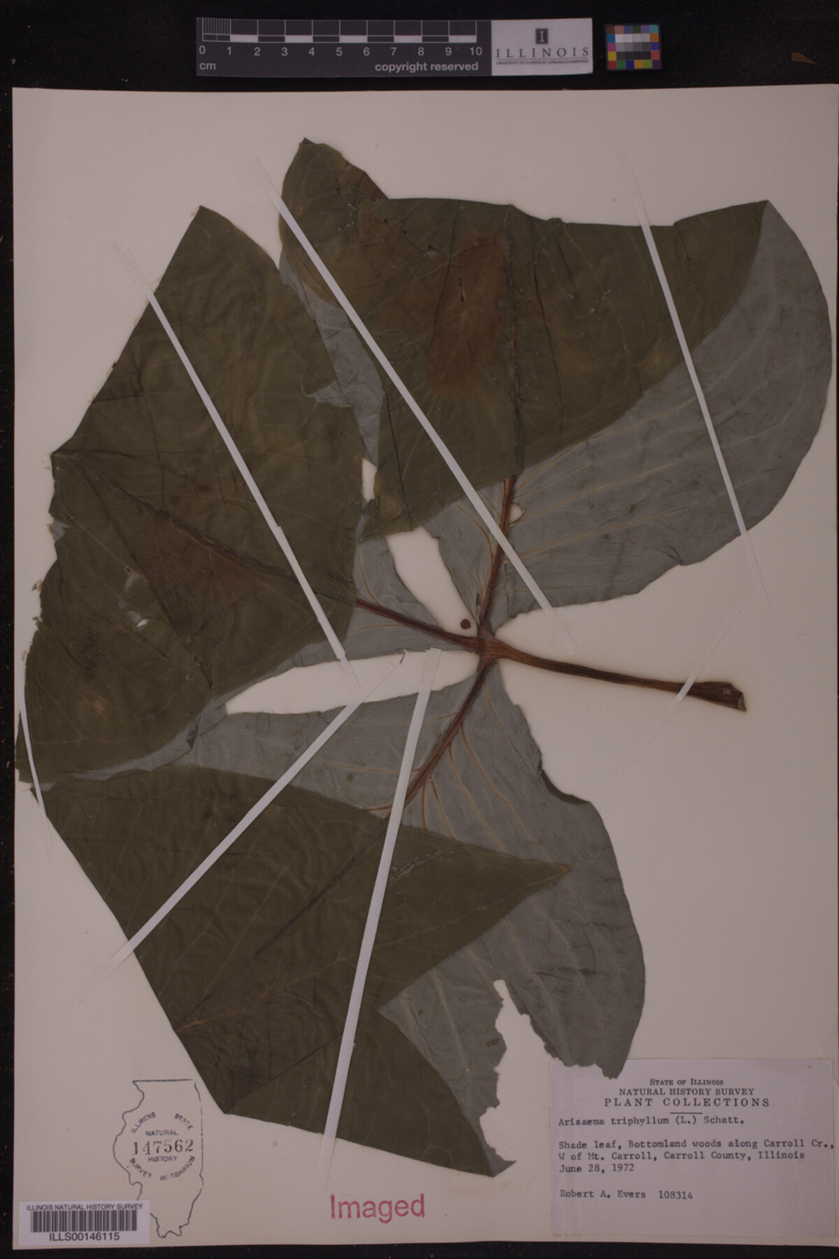 Araceae image
