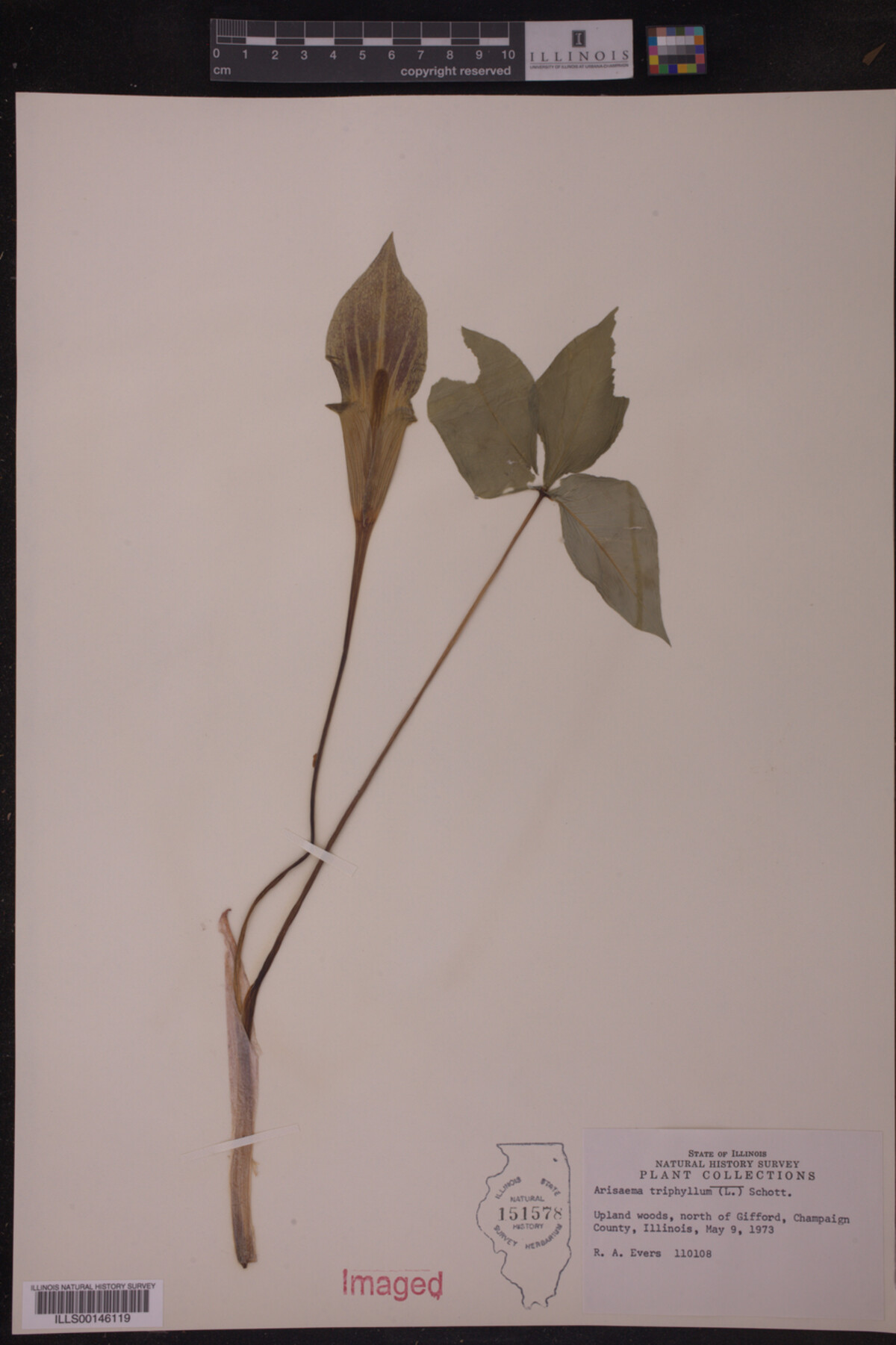 Araceae image