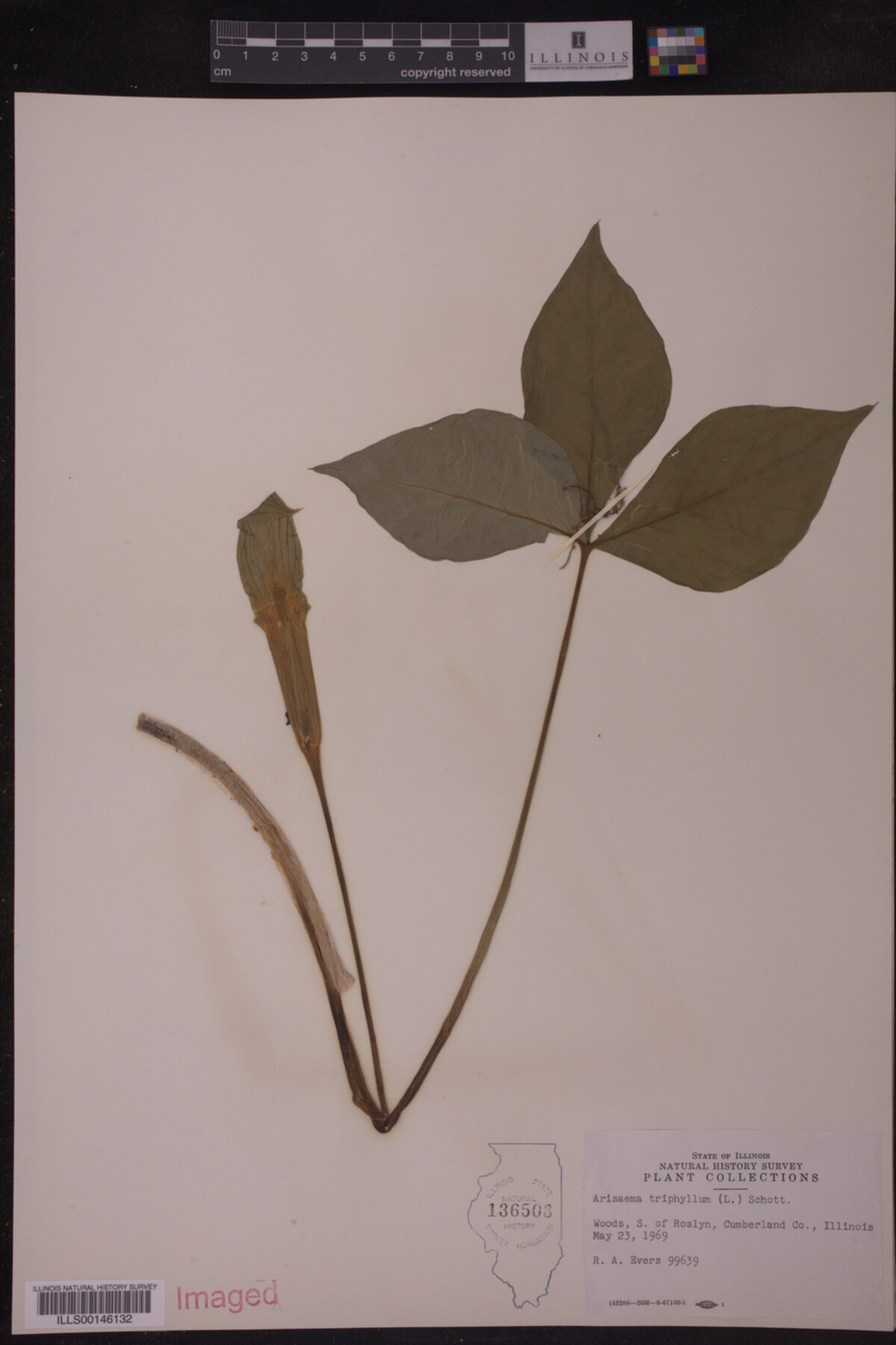 Arisaema triphyllum image