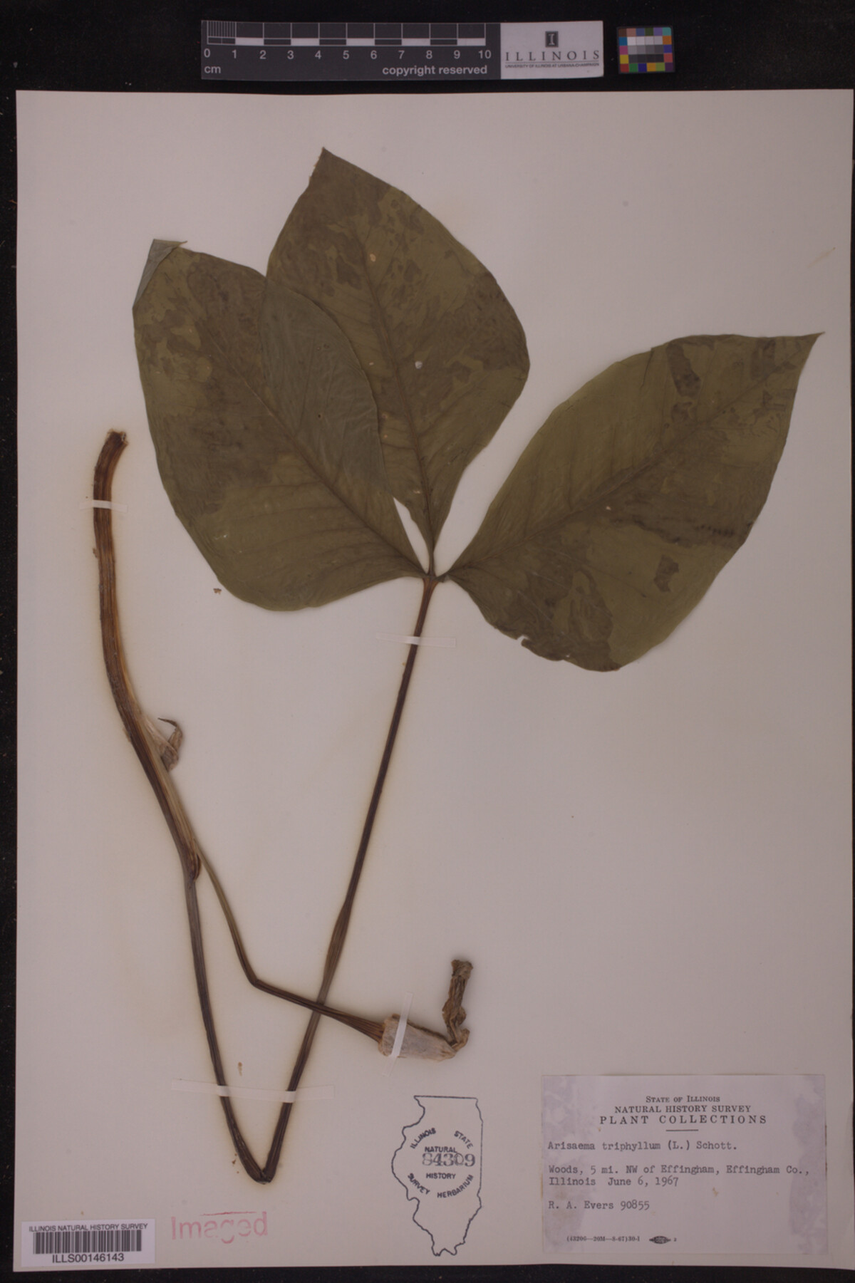 Arisaema triphyllum image