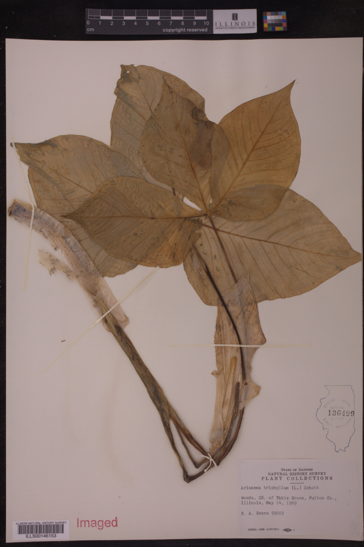 Araceae image