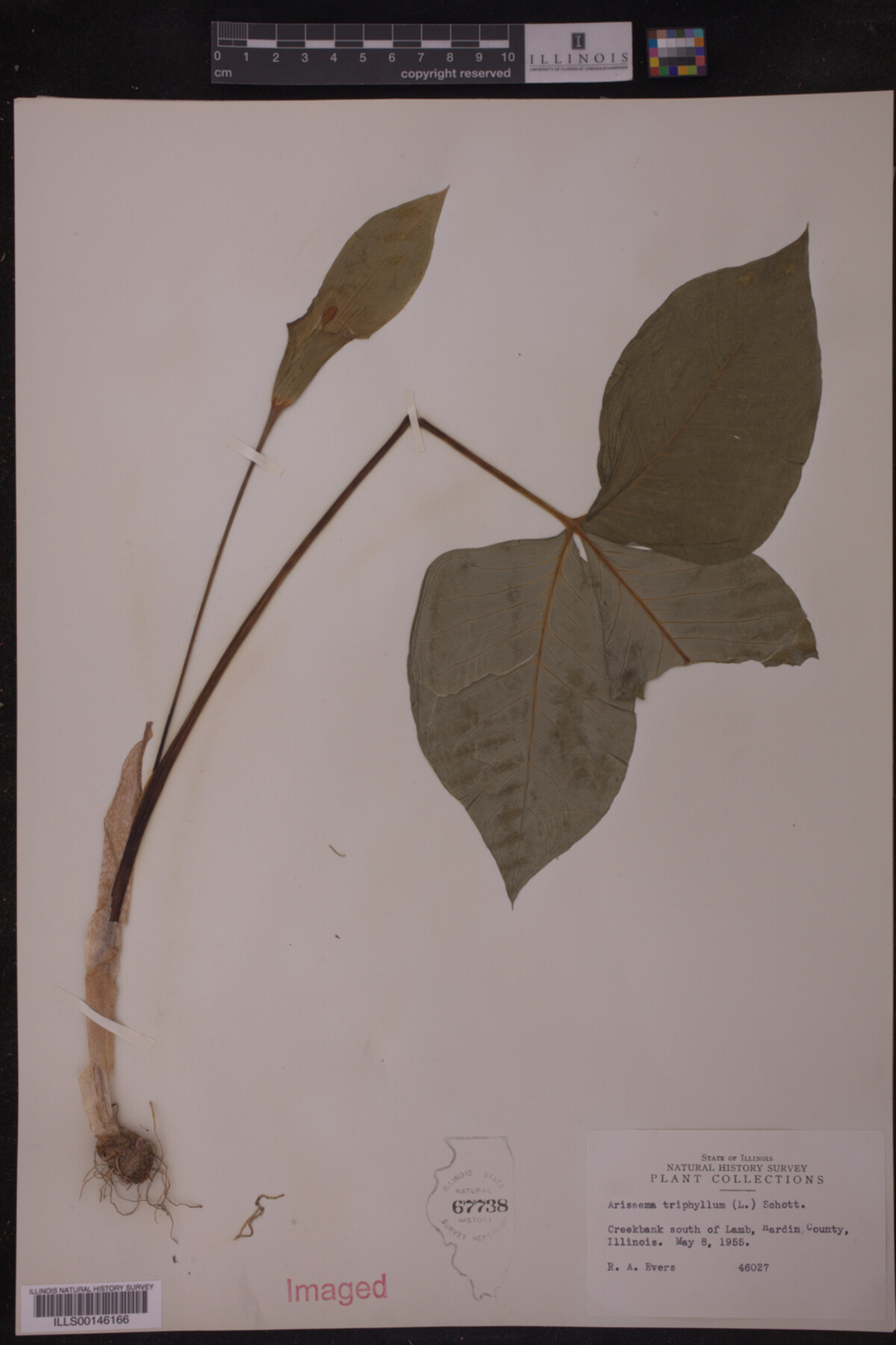 Arisaema triphyllum image