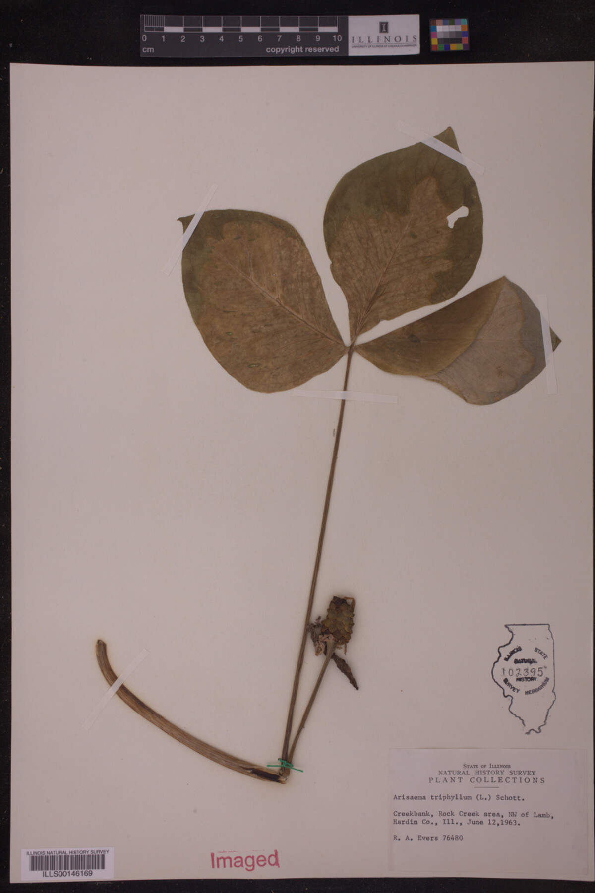 Araceae image