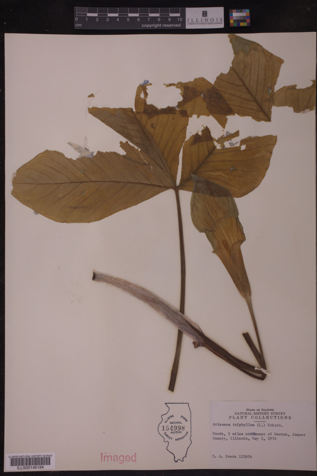 Araceae image