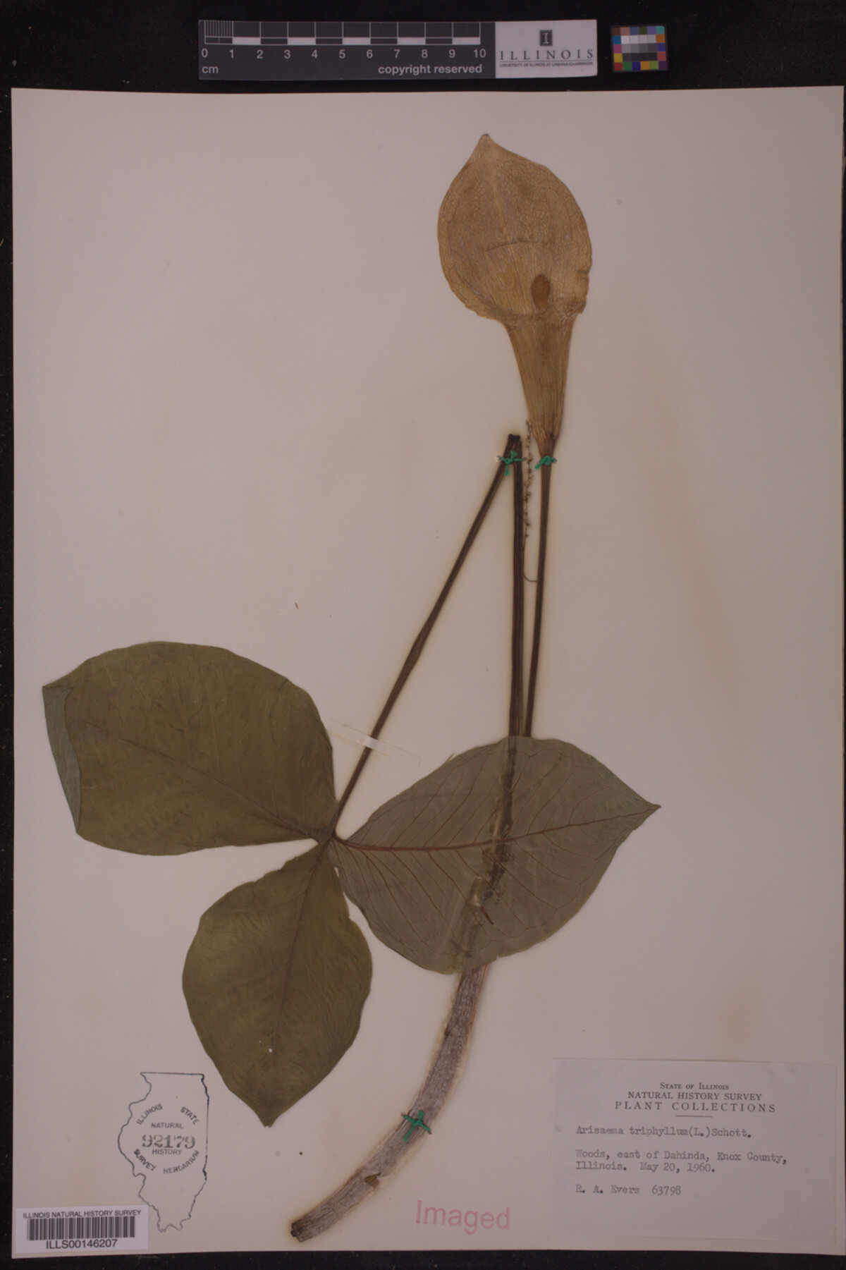 Arisaema triphyllum image