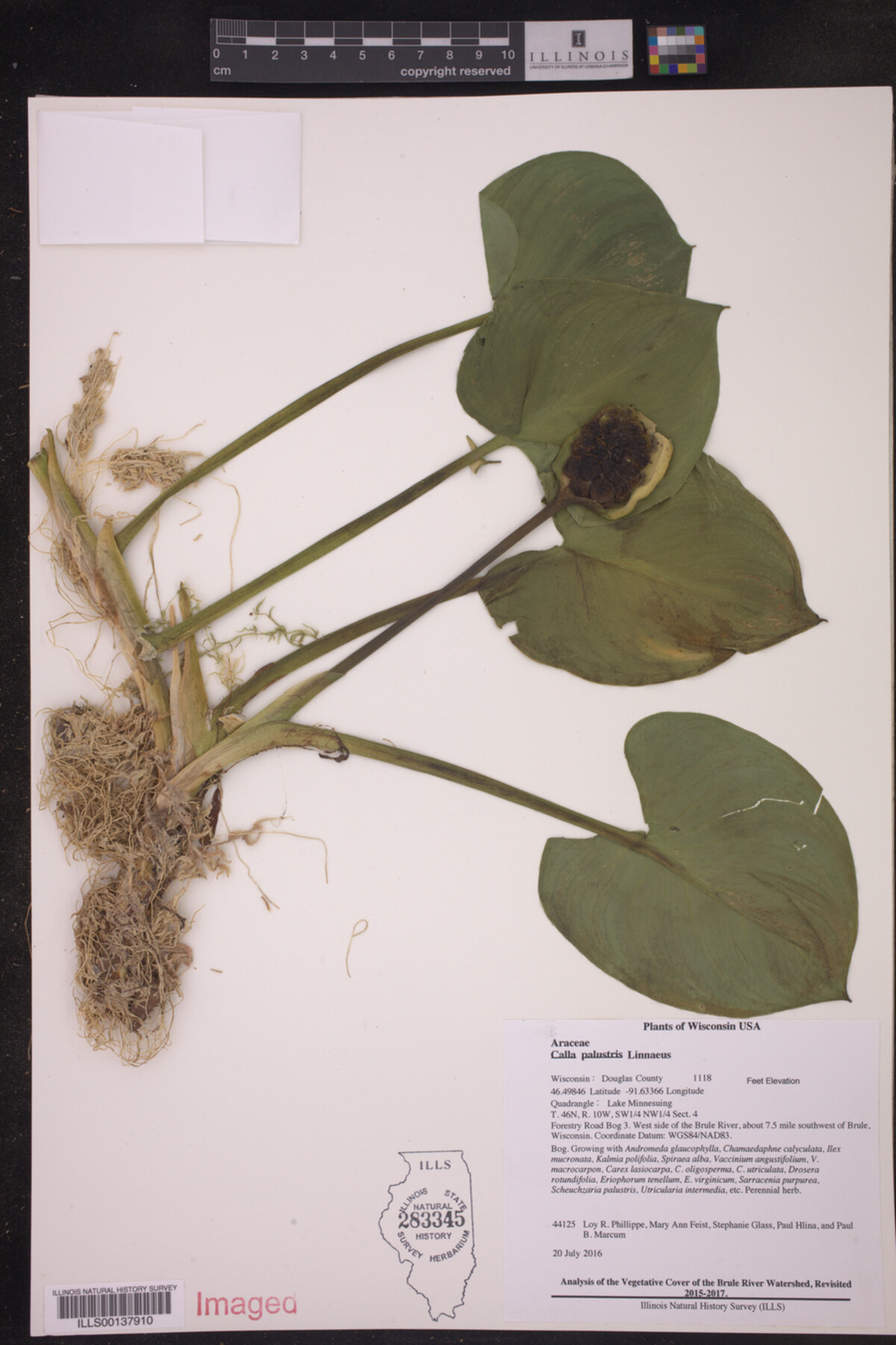 Calla palustris image