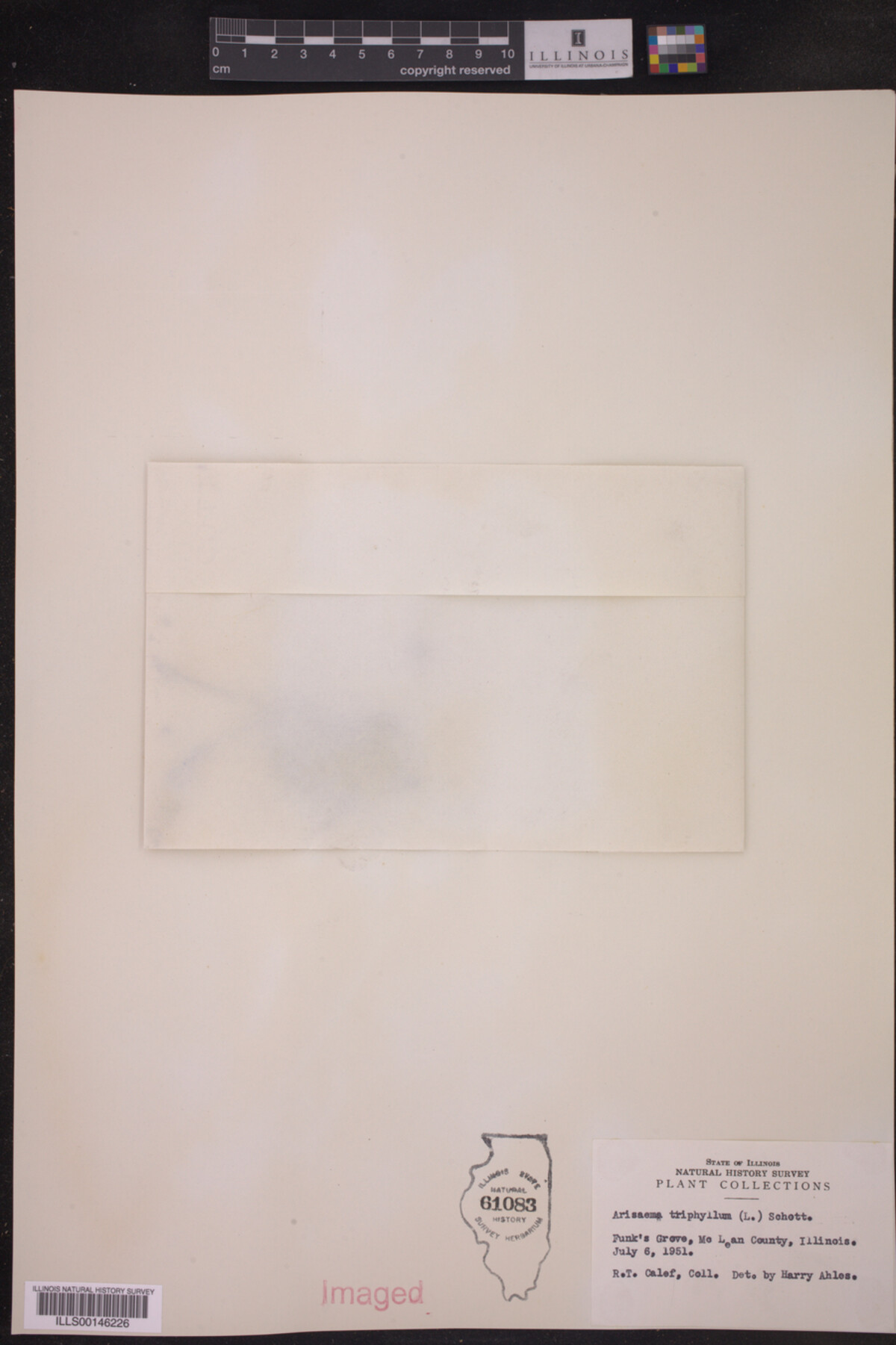 Arisaema triphyllum image